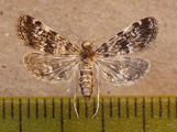 Elophila obliteralis